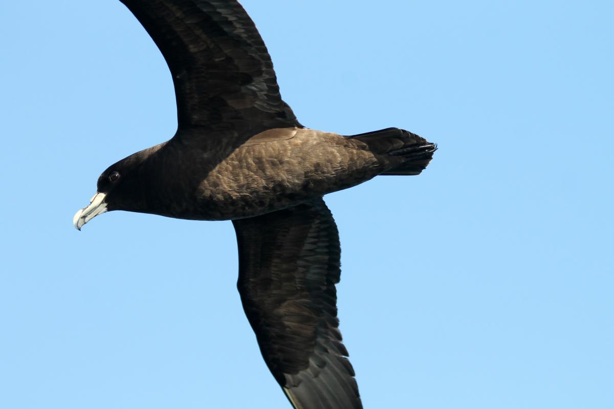 White-chinned Petrel (Procellaria aequinoctialis), Esplanade, Kaikōura, Canterbury, New Zealand, 2014-03-14 White-chinned Petrel (Procellaria aequinoctialis)